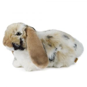 Brown Dutch lop eared rabbit