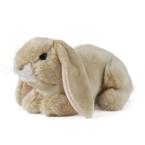 Light brown lop eared rabbit